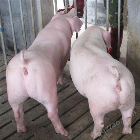 来宾市二元母猪原种二元母猪市场价格