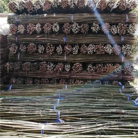 菜竹竿 菜架竹竿 竹条批发 2米-4米果蔬搭架细竹竿 大小规格齐全