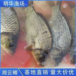 湘云鲫鱼 成品鱼 大量供应淡水鱼 食用鱼 明华渔场